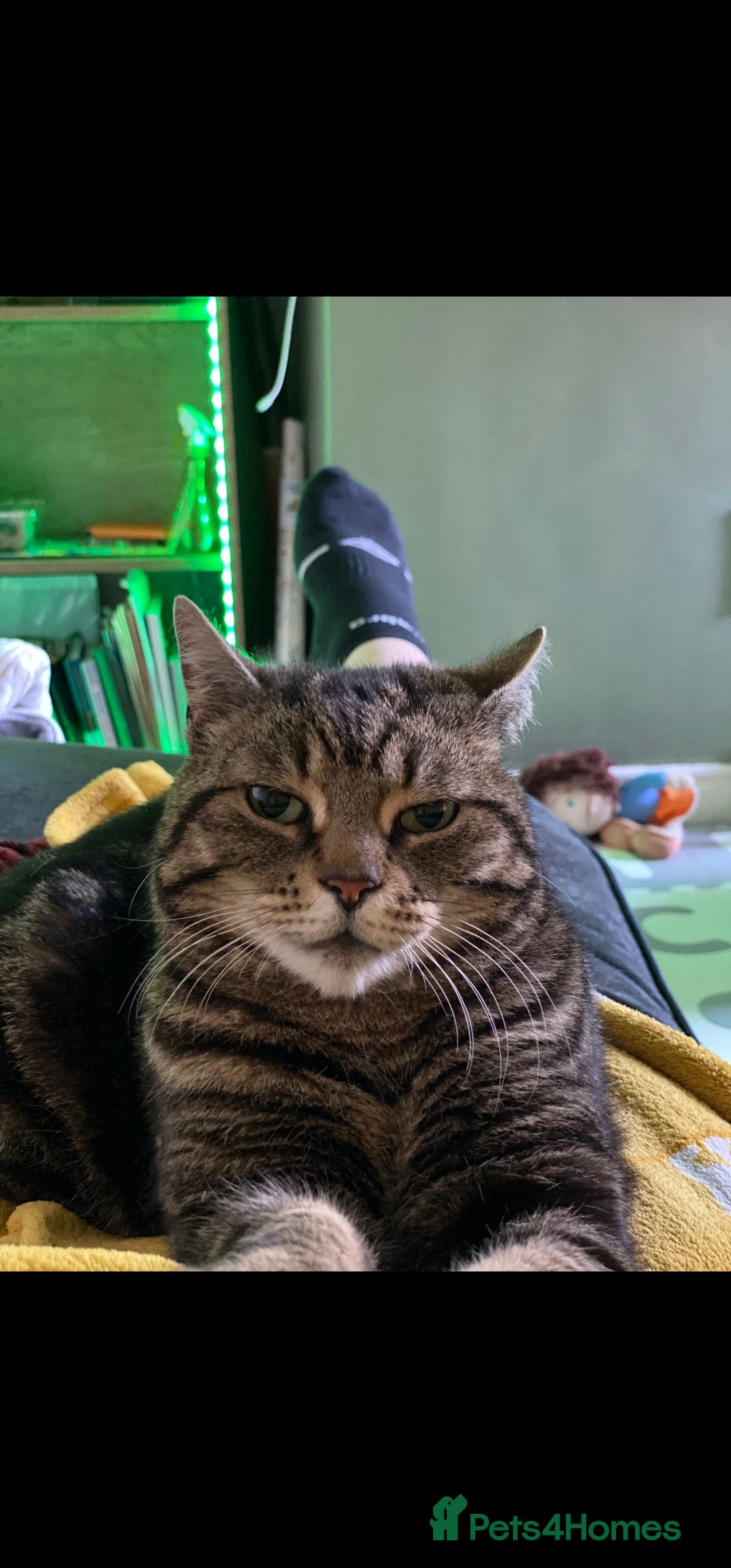 Brazilian Shorthair cats for sale: Reluctant rehome for Tiggy - Image 2
