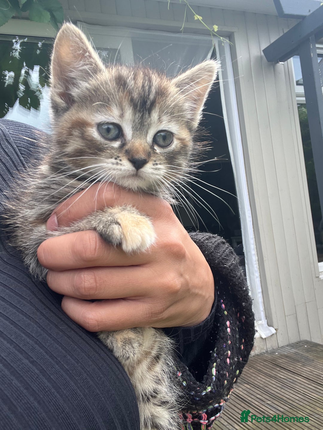 Mixed Breed cats for sale: Siamese/bsh domestic cross kittens  - Image 13