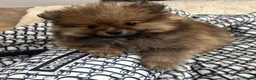 Pomeranian dogs for sale: Pomeranian puppy - Advert 4
