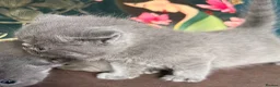 Exotic cats for sale: Exotic Shorthair Kittens For Sale - Advert 15