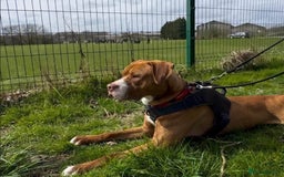 Staffordshire Bull Terrier dogs for adoption: Noel  - Image 2