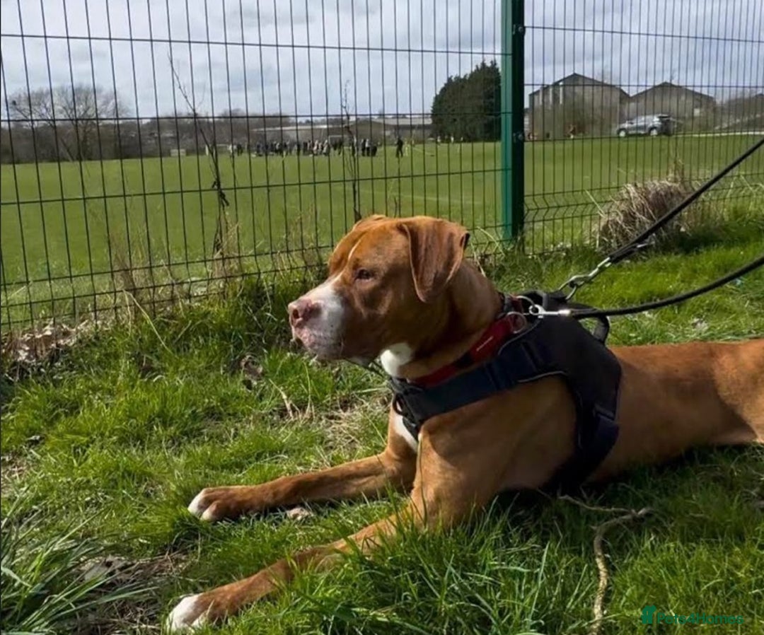 Staffordshire Bull Terrier dogs for adoption: Noel  - Image 2