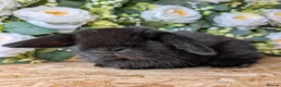 Mini Lop rabbits for sale: ❤️mini lop babies ❤️  - Advert 23