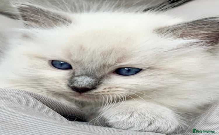 Ragdoll cats - Advert 12