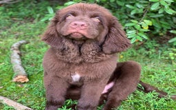Newfoundland dogs for sale: Adorable Newfoundland Puppy - Image 4