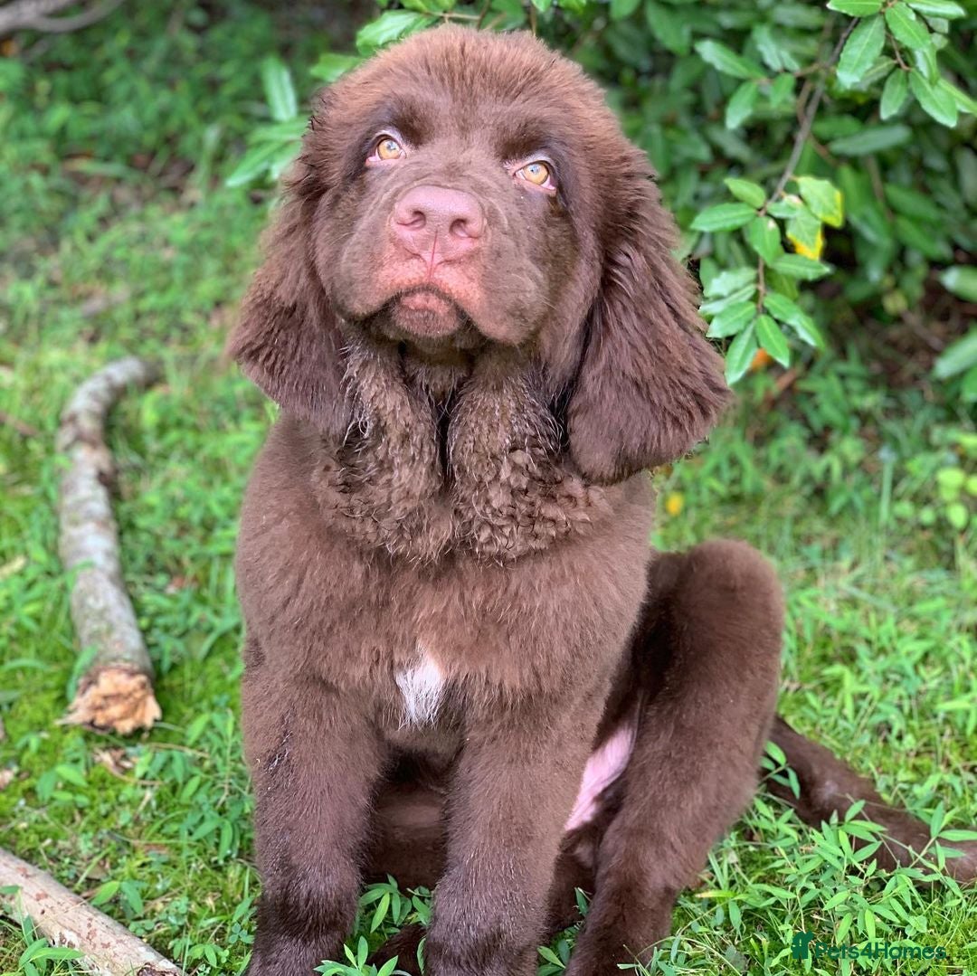 Newfoundland dogs for sale: Adorable Newfoundland Puppy - Image 4
