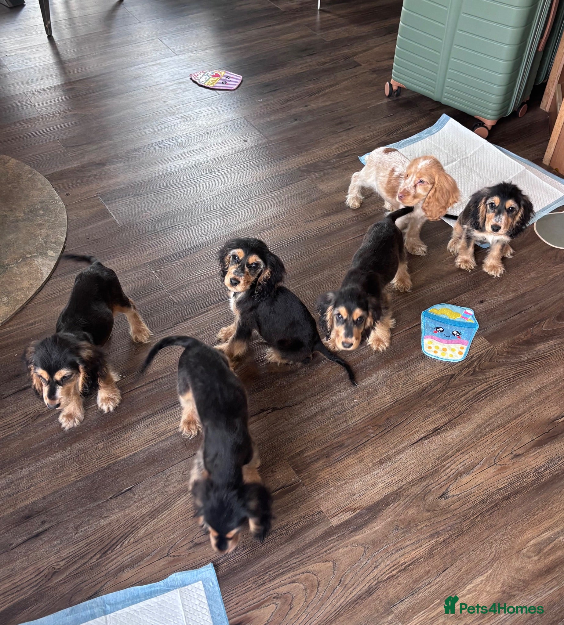 Cocker Spaniel dogs Adorable little show cocker spaniel pups  - Advert 1