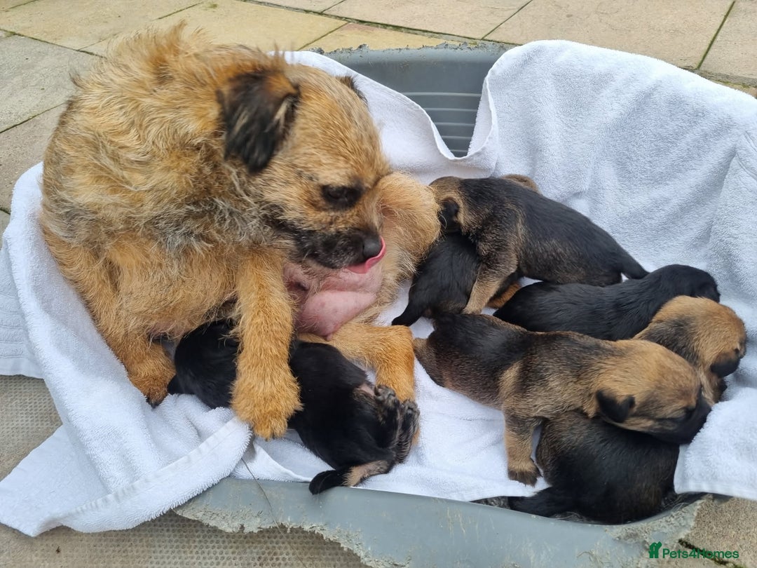 Border Terrier dogs for sale: Kc border terrier pups  - Image 5