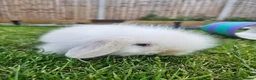 Mixed Breed rabbits for sale: 4x rabbits, hutch, covers, pen in Preston - Advert 2
