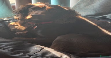 Cocker Spaniel dogs 4 cocker spaniel puppies, mum and dad family pets - Advert 14