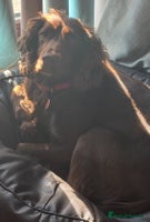 Cocker Spaniel dogs 4 cocker spaniel puppies, mum and dad family pets - Advert 16