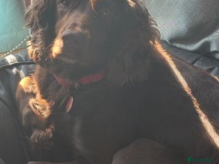 Cocker Spaniel dogs 4 cocker spaniel puppies, mum and dad family pets - Advert 6