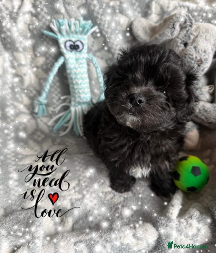 Maltipoo dogs Ready Now Exceptional Genuine F1 Maltipoo puppies  - Advert 17