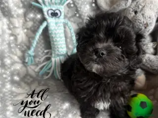 Maltipoo dogs Ready Now Exceptional Genuine F1 Maltipoo puppies - Advert 17