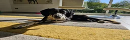 Pointer dogs for sale: 18 month old pointer - Advert 13
