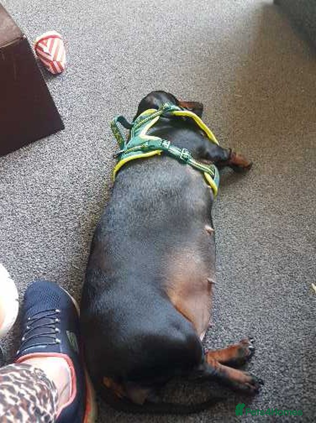 Dachshund dogs for sale: 🐾 Free to a Loving, Experienced Home - Advert 4