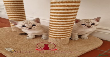 Bengal cats - Advert 13