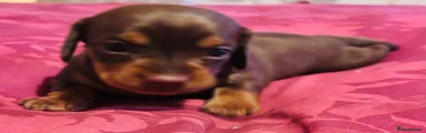 Dachshund 3