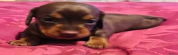 Dachshund dogs for sale: Beautiful Chocolate and Tan girls - Advert 4