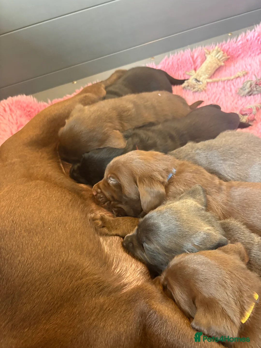 Labrador Retriever dogs for sale: Gorgeous KC, Charcoal, Chocolate and Black Labs - Advert 1