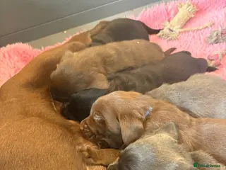 Labrador Retriever dogs Gorgeous KC, Charcoal, Chocolate and Black Labs - Advert 5