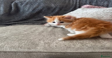 British Longhair cats - Advert 2