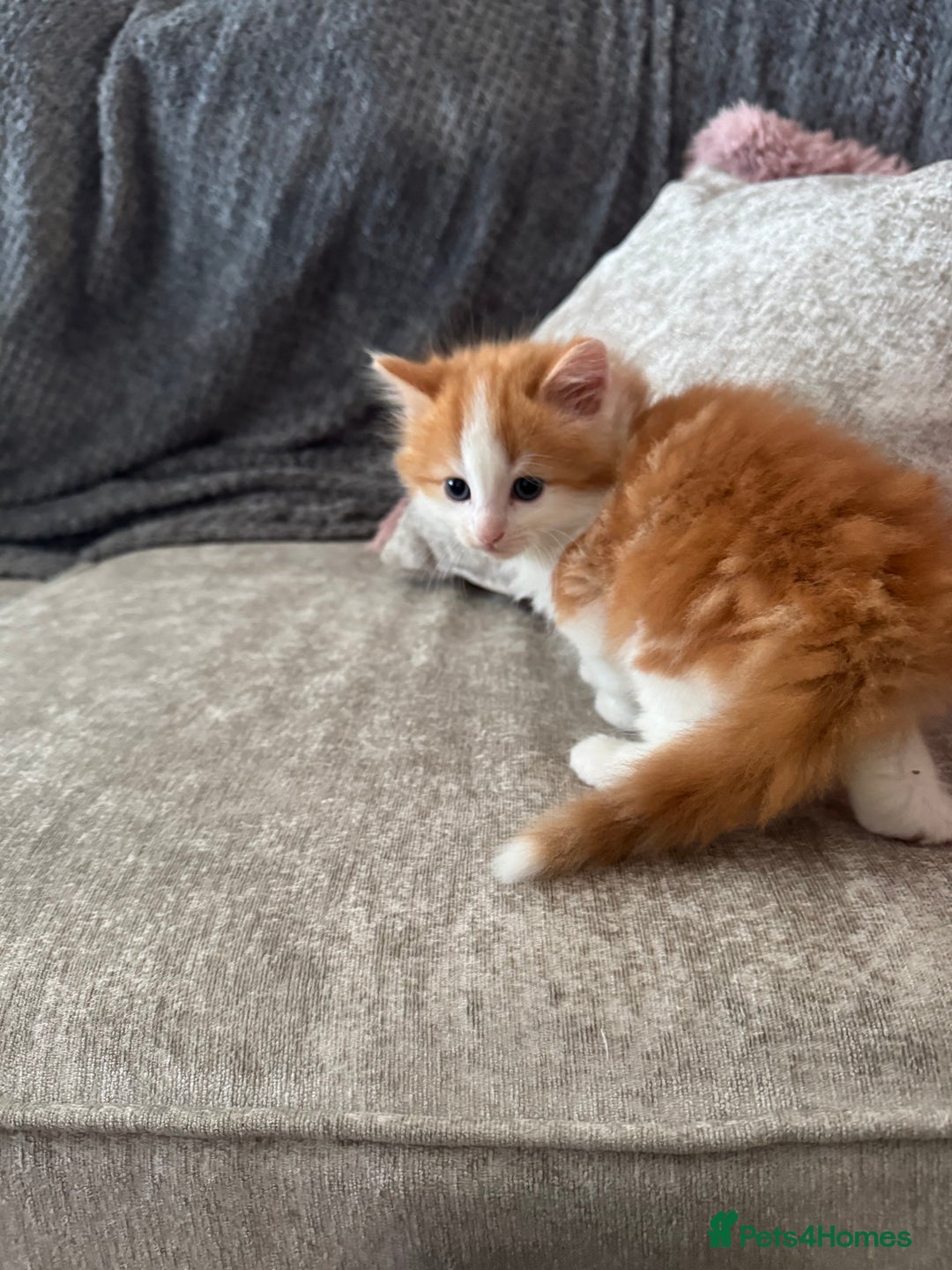 British Longhair cats for sale: Ragdoll x British long haired (calico) kittens - Image 3