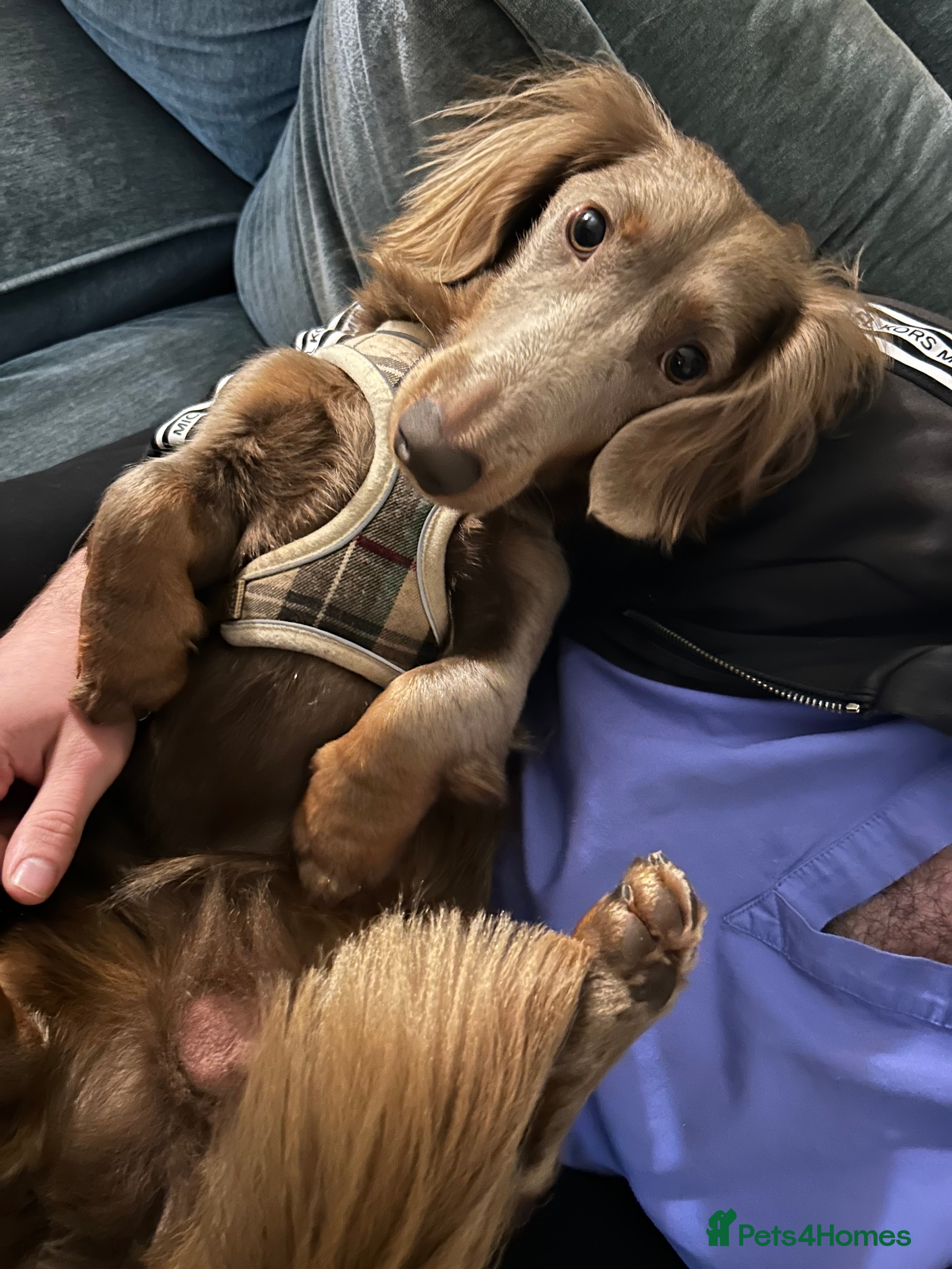 Dachshund dogs Dachshund for sale - Advert 9