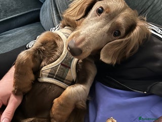 Dachshund dogs Dachshund for sale - Advert 9