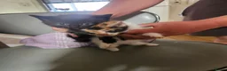 Mixed Breed cats for sale: Kitten - Advert 12