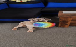 Mixed Breed dogs for sale: Mixed bulldog Hugo - Advert 4