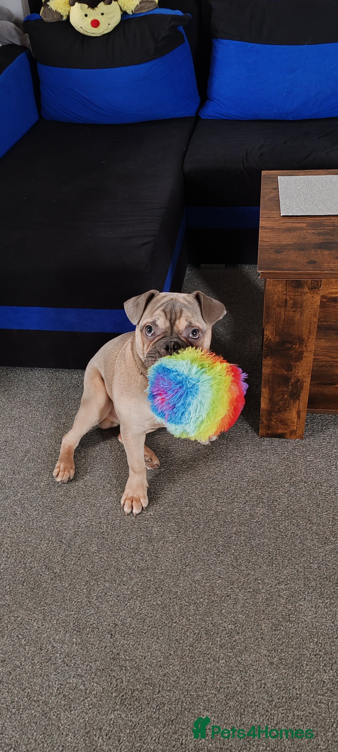 Mixed Breed dogs for sale: Mixed bulldog Hugo - Advert 4