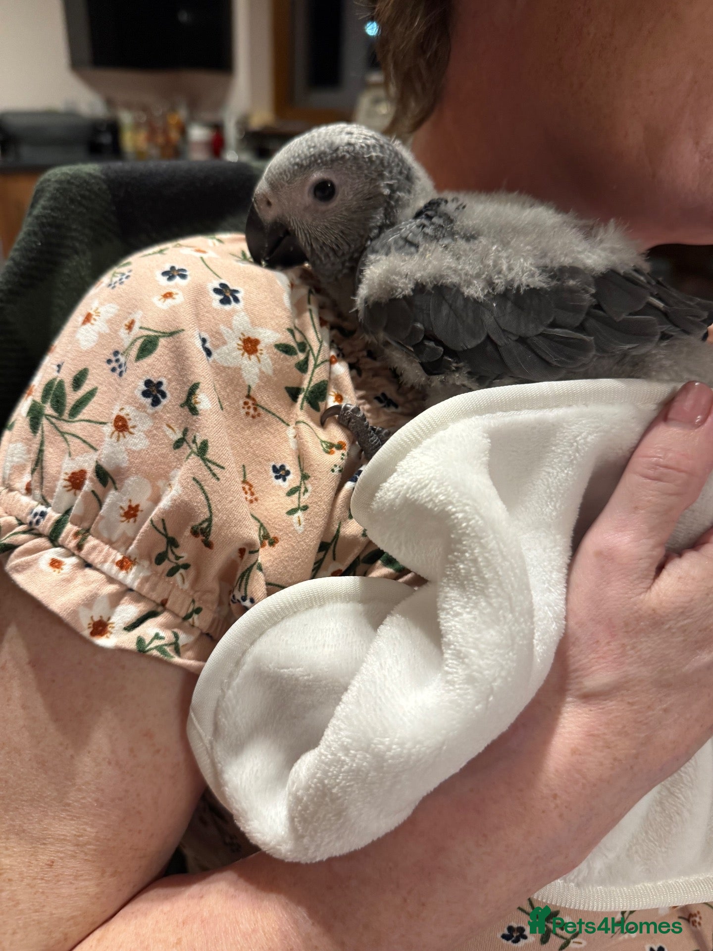 Parrots birds Hand reared Congo African grey  - Advert 17