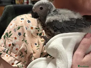 Parrots birds Hand reared Congo African grey - Advert 1