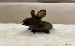 Rex rabbits for sale: Beautiful Mini Rex available to reserve🏡🤍 - Image 2