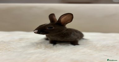 Rex rabbits - Advert 14