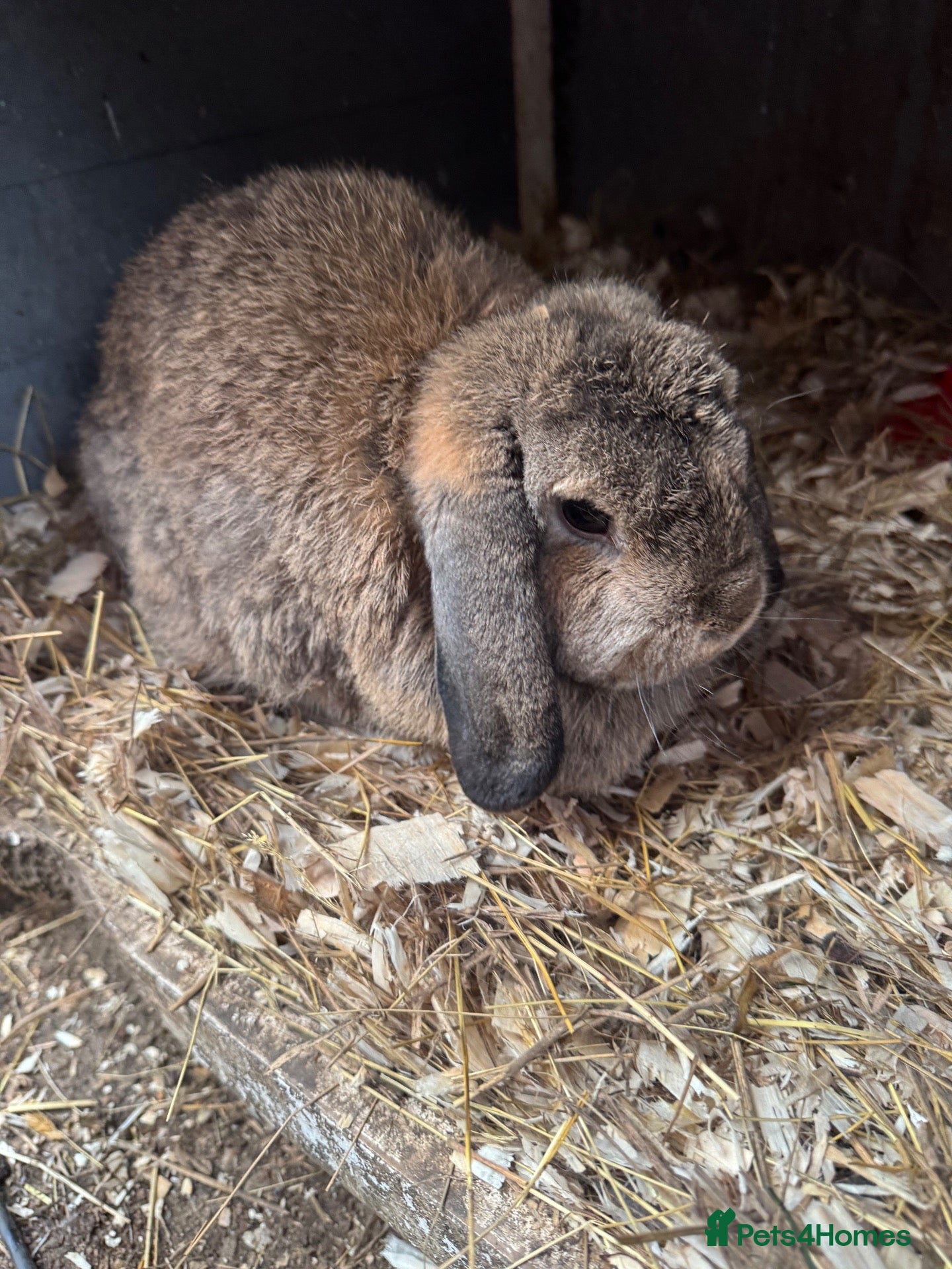 Mini Lop rabbits Rabbits bunnie for sale mini lop female - Advert 3
