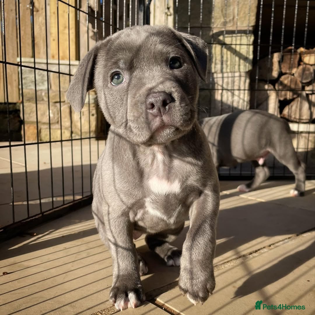 Staffordshire Bull Terrier dogs for sale: 💥✅️Staffordshire💫 bullterrie puppies 🐶  - Image 7