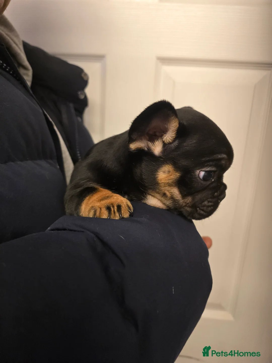 French Bulldog dogs for sale: Beautiful Frenchie Pups Available  - Advert 6