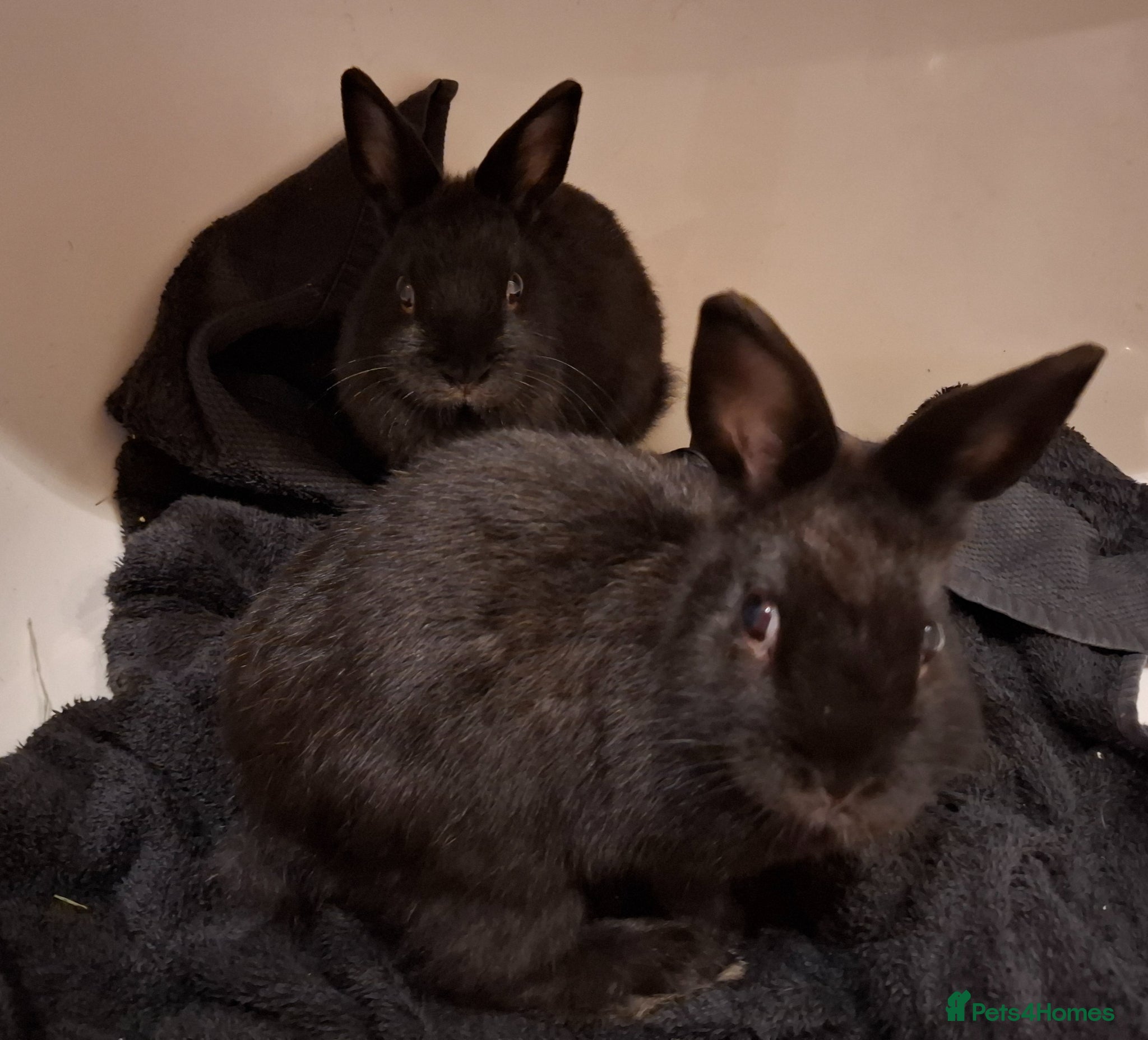 Dwarf Lop rabbits for sale: 3 Male Dwarf Rabbits (+Optional Cage Setup) in Ashton-under-Lyne - Advert 9