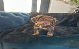 Cocker Spaniel dogs for sale: BEAUTIFUL LITTER OF TRICOLOURED COCKER SPANIELS  - Image 31