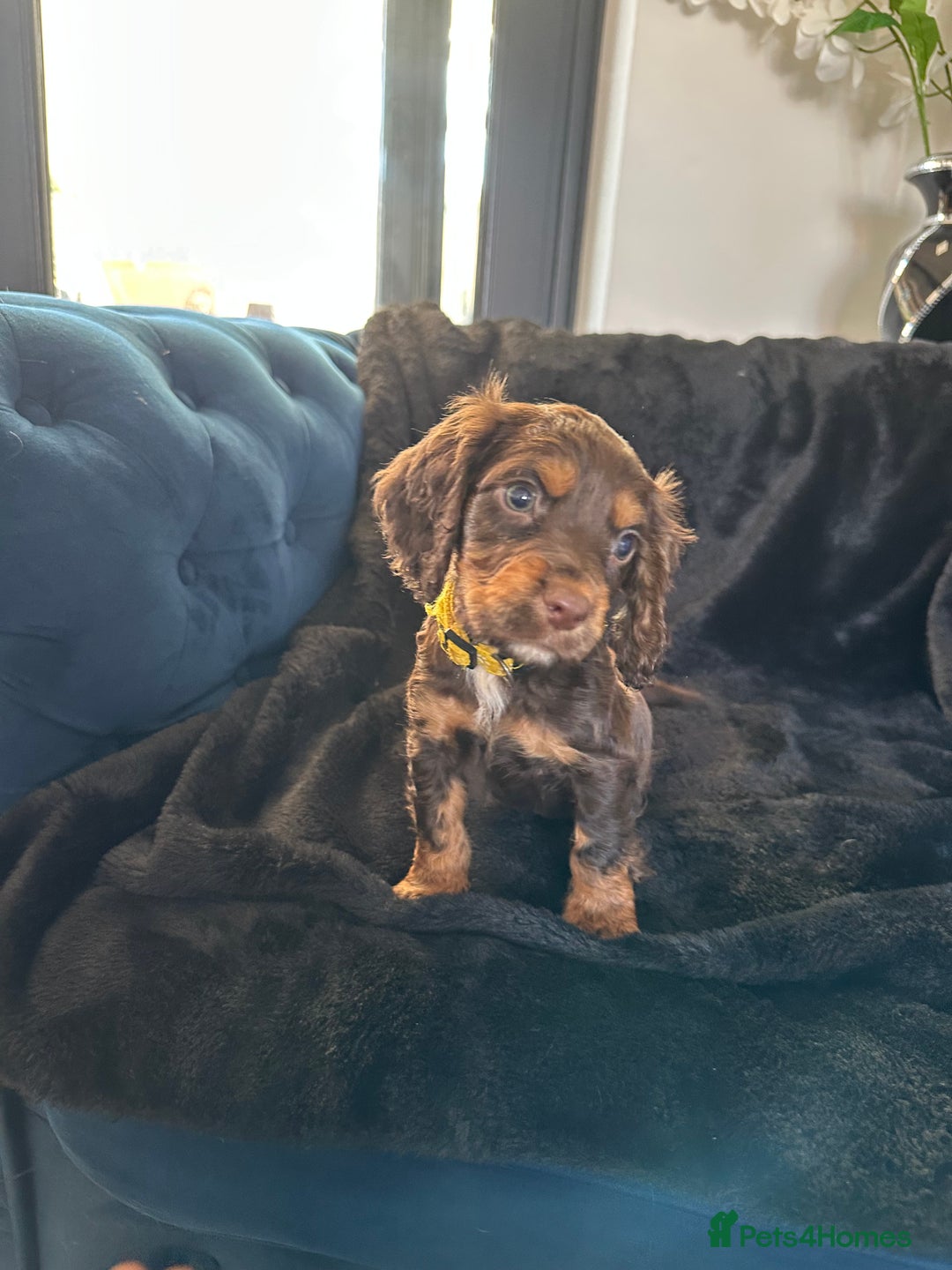 Cocker Spaniel dogs for sale: BEAUTIFUL LITTER OF TRICOLOURED COCKER SPANIELS  - Image 31