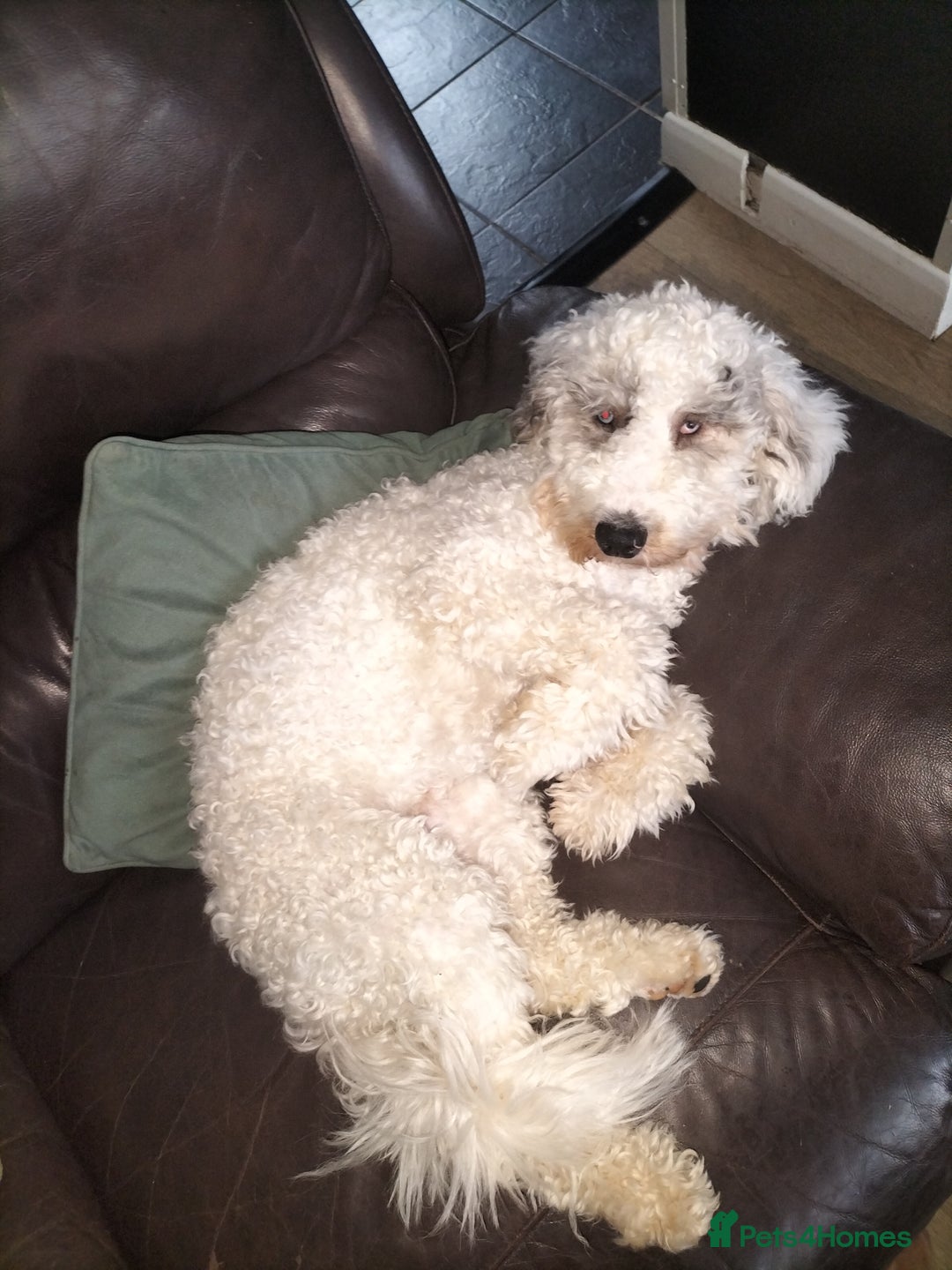 Cockapoo dogs for sale: 7 MONTH OLD MALE COCKAPOO - Image 1