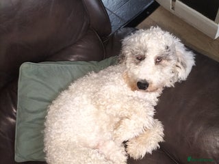 Cockapoo dogs for sale - Advert 1