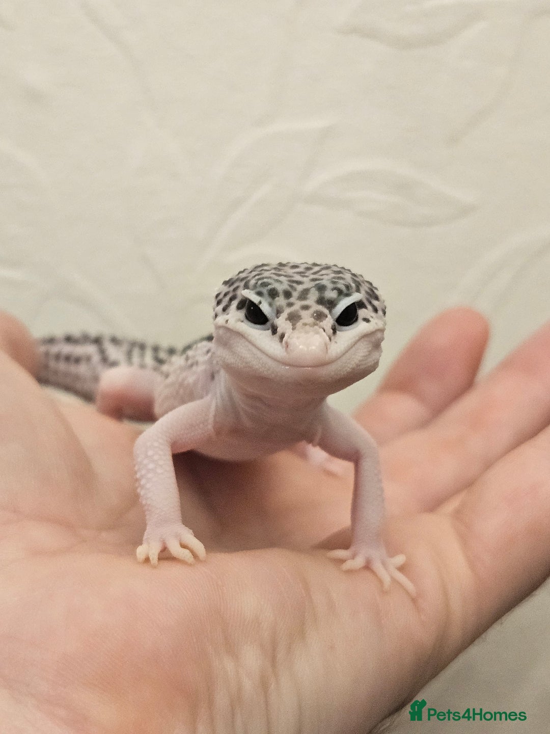 Leopard Gecko reptiles for sale: Leopard geckos babies various morphs  - Image 8