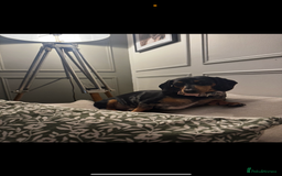 Miniature Dachshund dogs for sale: 2 year old girl  - Image 11
