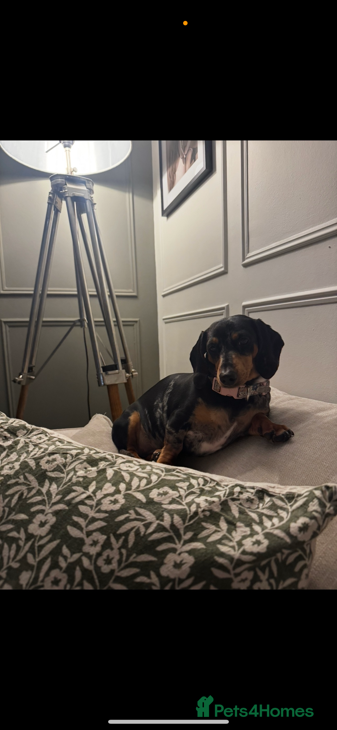 Miniature Dachshund dogs for sale: 2 year old girl  - Image 11
