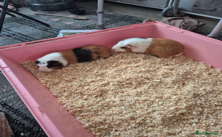 Guinea Pig rodents - Advert 1