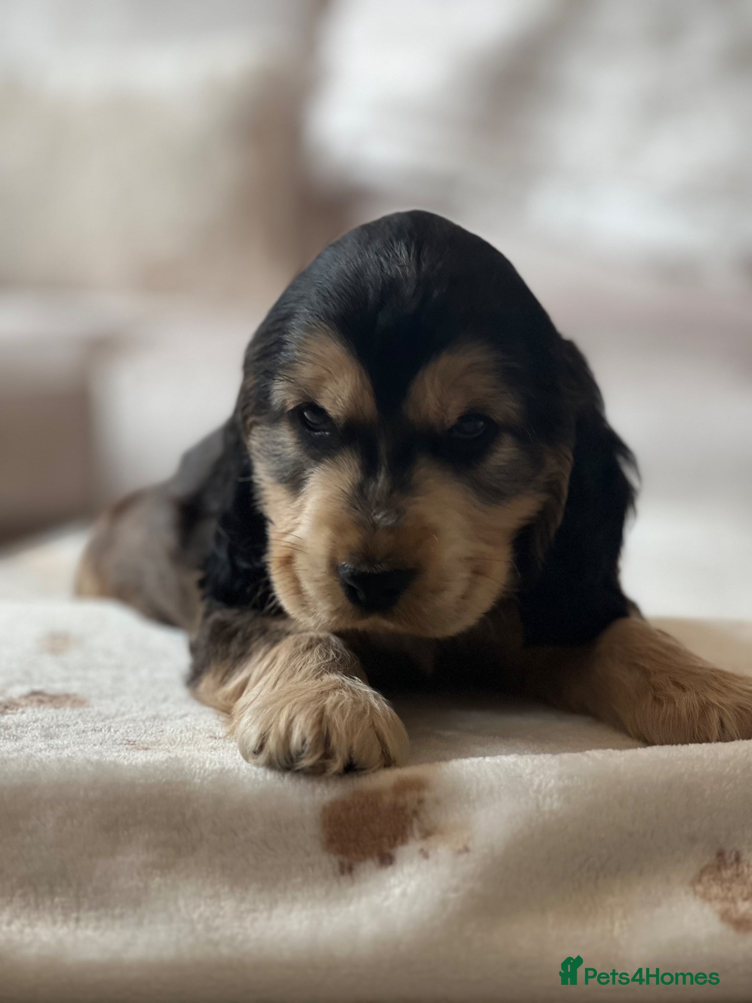 Cocker Spaniel dogs KC Registered Show-Type Cocker Spaniel Puppies - Advert 2