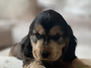 Cocker Spaniel dogs KC Registered Show-Type Cocker Spaniel Puppies - Advert 2